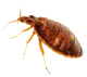 Tahta Kurusu
